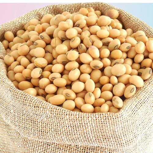 Soybean Seed 5kg Golden Beans Or Golden Seeds Narc - 2 Oil Crop سویا بین کے بیج Soya Bean