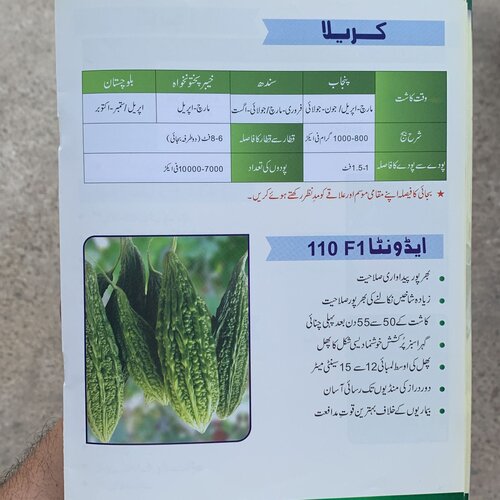 2nd Advanta 110 F1 Hybrid Karela - Bitter Gourd Seeds - Imported Seeds- Excellent Germination - Healthy Vegetable 50gm Ici Pakistan Seeds
