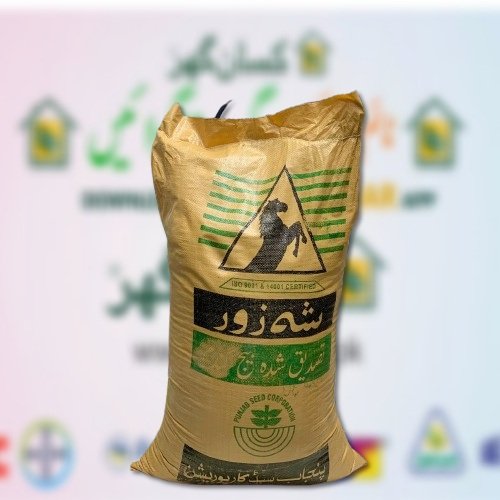 Oats Jodari 30kg Oats Jodar Jai Jawi Joddar Punjab Seed Corporation