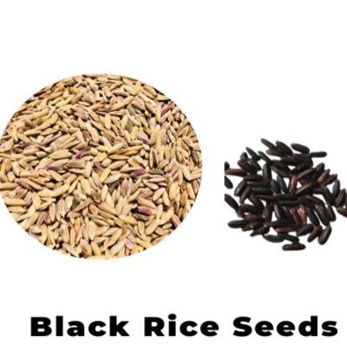 Black Rice Paddy Seed 1kg Packaging Type Plastic Bag