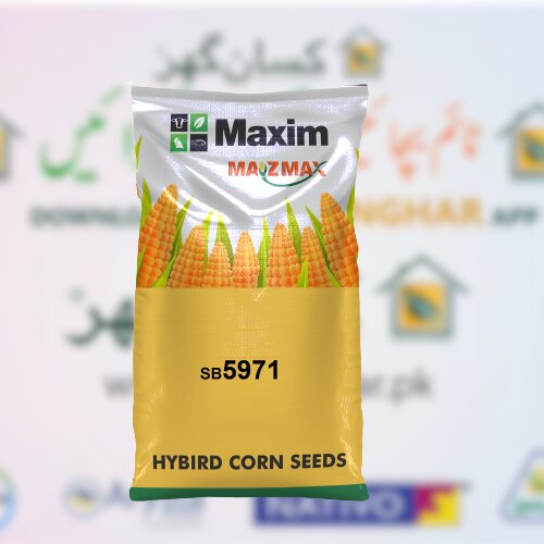 Sb 5971 Maxim Single Cross Hybrid Grain Corn Seed 35000 Kernels Per Acre Maxim Agri Spring Corn ہایبریڈ بیج بہار یہ مکئی
