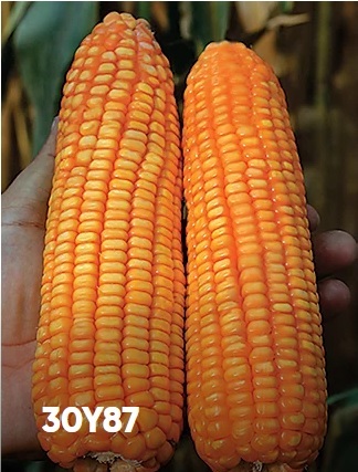 2nd 30y87 Hybrid Corn Seed Pioneer Brand 35000 Kernels Cortiva Autumn Corn