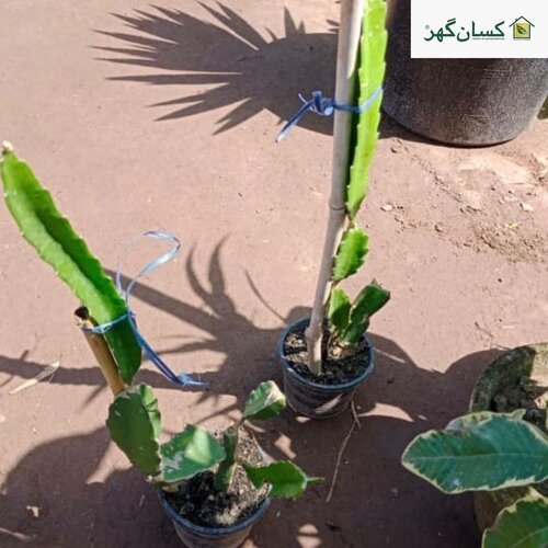 Dragon Fruit Plant Aussie Gold 3 Plant Dragon Fruit Now Available