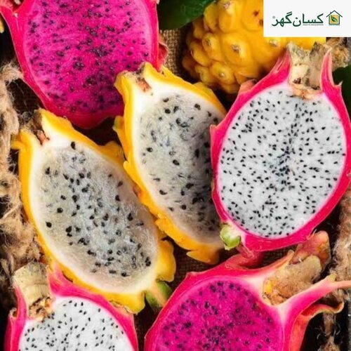 2nd Dragon Fruit Plant Aussie Gold 3 Plant Dragon Fruit Now Available