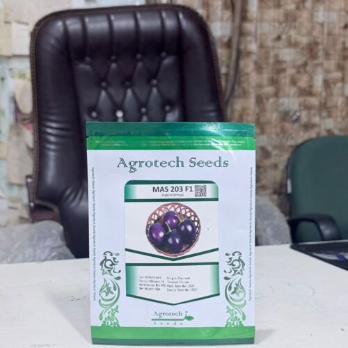 MAS 203 F1 hybrid Brinjal Purple type 10GM Agrotech Seeds origin Thailand 