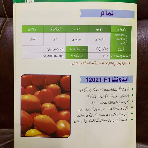 2nd Tomato Advanta 12021 F1 Hybrid 10 Gms Ici Pakistan Produced By Upl Limited Advanta Limited  ٹماٹر کے بیج Tomato Seed