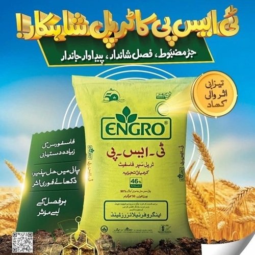 TSP 50kg Triple Super Phosphate for all crops and plants Imported Engro fertilizer P2O5 46 Percent phosphorus
