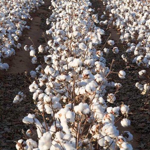 2nd Fh 333 Cotton Seed 5kg Delinted Cultivation Smart Seed Corporation Kappas Beej Kapas Ka Beej New Variety کاٹن سیڈ کپاس بیج Fh 333 Multi Jene Cotton Vairty