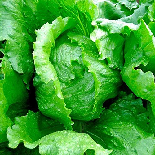 2nd Lettuce Iceberg Salad Hybrid Seed 10gm Salad Beej Green Gold Green Leafs Origin Korea