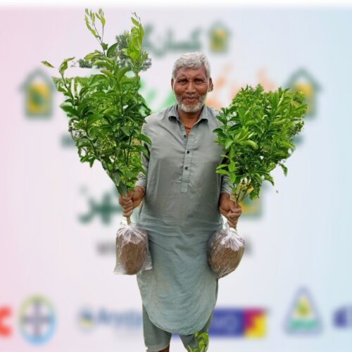 Orange Plant 1PC almost 2 feet tall Kinnow Sweet Orange Citrus nobilis x Citrus deliciosa with Pot