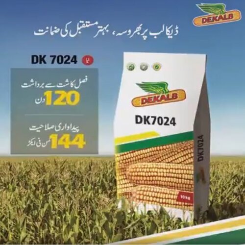 Dk 7024 Hybrid Corn Seed 10kg Monsanto Dekalb Bayer Maize Seeds Spring Corn ہایبریڈ بیج بہار یہ مکئی