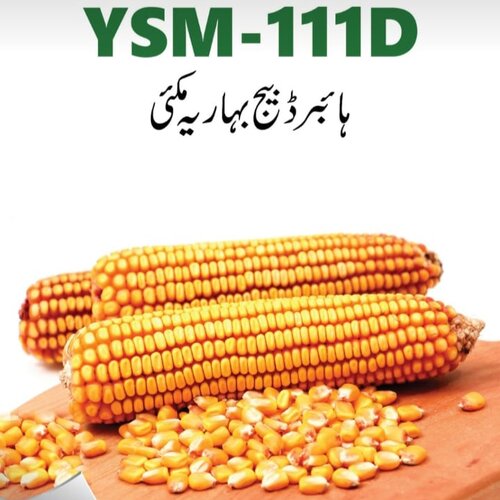 2nd Ysm 111d 10kg Hybrid Corn Seed Certus Seeds Evyol Group Combagro Agpharma Kanzo ہائبرڈ بہاریہ مکئی