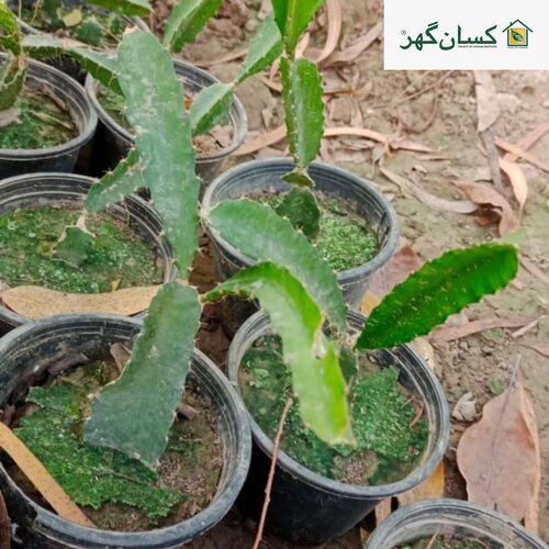 2nd Dragon Fruit Plant Sayam Red 1 Plant Or Colambia Red Or White Dragon