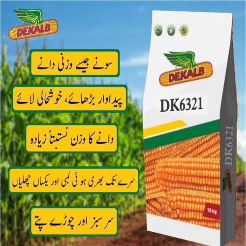 2nd Dk 6321 Hybrid Corn Seed 10kg Monsanto Dekalb Bayer Maize Seeds Spring Corn ہائبرڈ بہاریہ مکئی