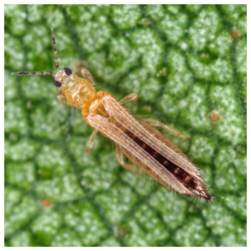 2nd Momentum Extra 33wdg 200gm Flonicamid + Chlorfenapyr Evyol Group Kanzo Combagro Agpharma For Whitefly And Thrips