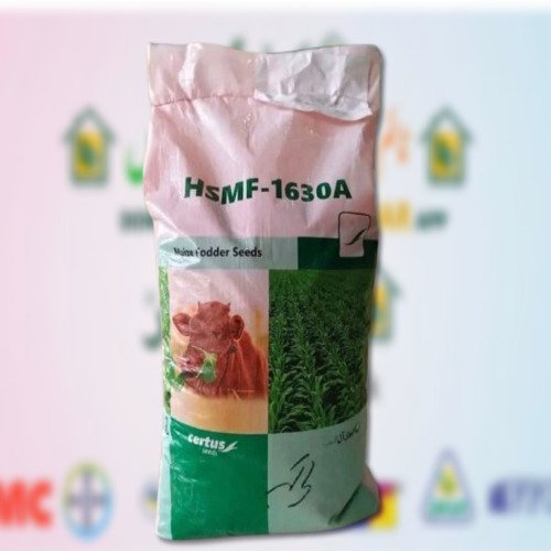 HSMF 1630A Certified 20kg Certus Seed Jumbo Size Maize Fodder Corn Maize Seed Chara Makai Best for Feed Silage Green Chara Evyol Group