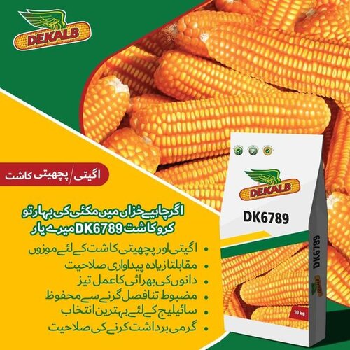 Dk6789 Hybrid Corn Seed 10kg Monsanto Dekalb Bayer Maize Seeds