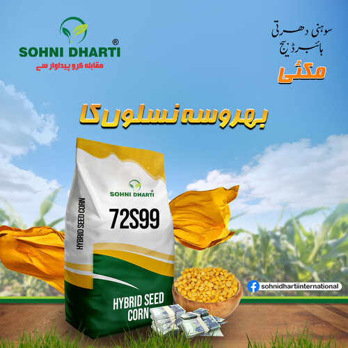72S99 Sohni Dharti Corn Seed Pakistan 10kg Spring Corn Seed Grain Corn Hybrid Corn Seed Top Quality Corn Seed Maize Seed ہایبریڈ بیج بہار یہ مکئی