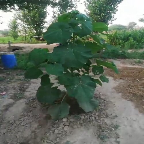 2nd Paulownia Hybrid 9501 Plant 2pc 1 To 2 Feet Height In Plastic Bag Best Plant For Wood Fast Growing Tree
