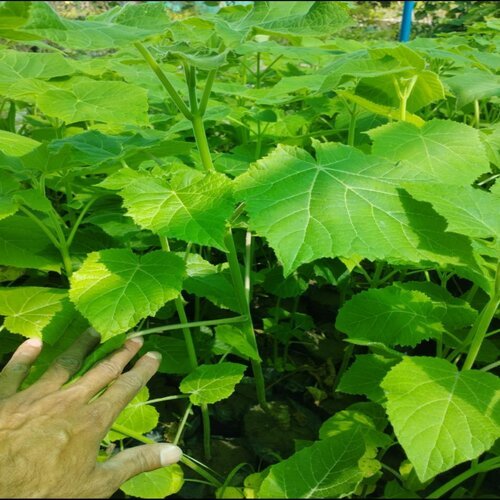 Paulownia Hybrid 9501 Plant 2pc 1 To 2 Feet Height In Plastic Bag Best Plant For Wood Fast Growing Tree