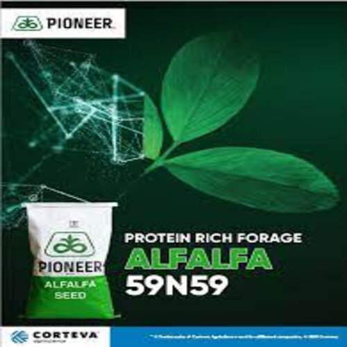 2nd Alfalfa 1kg Pioneer Protein Rich Forage 59n59 Corteva Lucerne Lucern ( A Part Of 10kg Bag )
