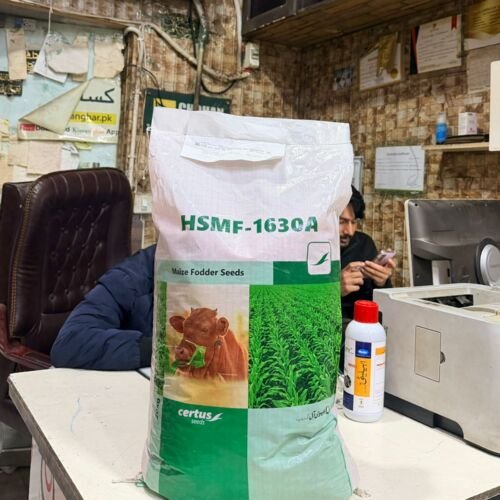 HSMF 1630A Certified 20kg Certus Seed Jumbo Size Maize Fodder Corn Maize Seed Chara Makai Best for Feed Silage Green Chara Evyol Group