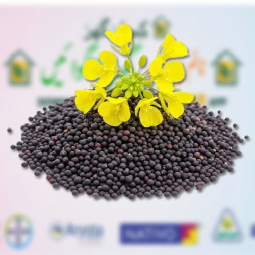 2nd Tipu Sultan Raya 2kg Super Mustard Seed Sarsoon Beej Seed Toria Rai Seed Oil Crop Sahara Mustard