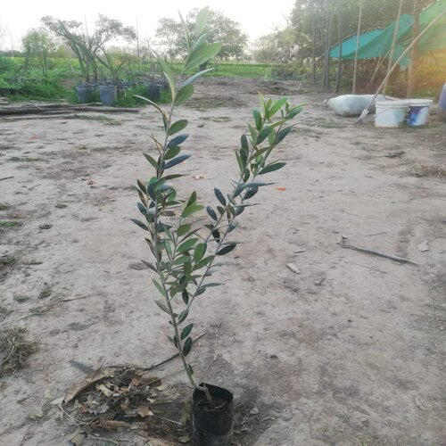 Olive plants varieties Ottobratica or Gemelick or Arbequina 10 Plants European olive varieties