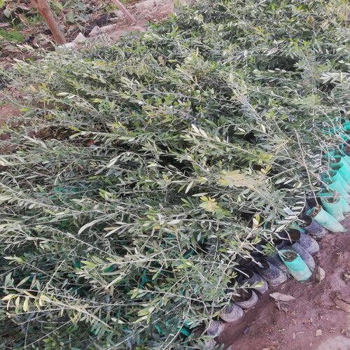 2nd Olive plants varieties Ottobratica or Gemelick or Arbequina 10 Plants European olive varieties