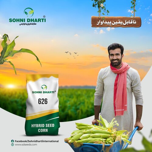 2nd 626 Hybrid Corn Seed 10kg Sohni Dharti Best For Silage And Grain Corn