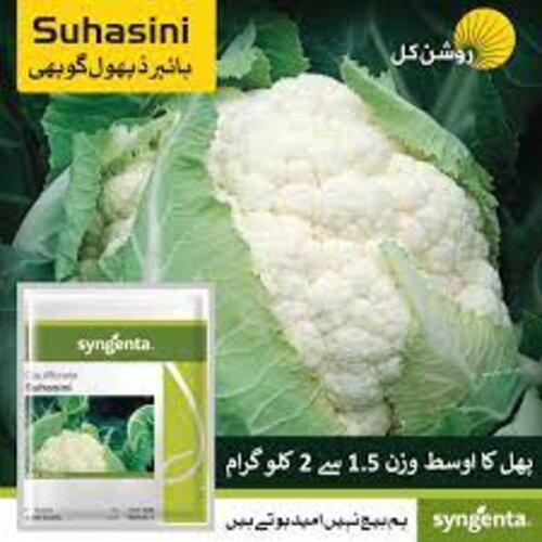 2nd Suhasini 2500 Seeds F1 Hybrid Cauliflower Treated With Fludioxonil 2.5ks Syngenta Pakistan Limited Gobi Ka Beej