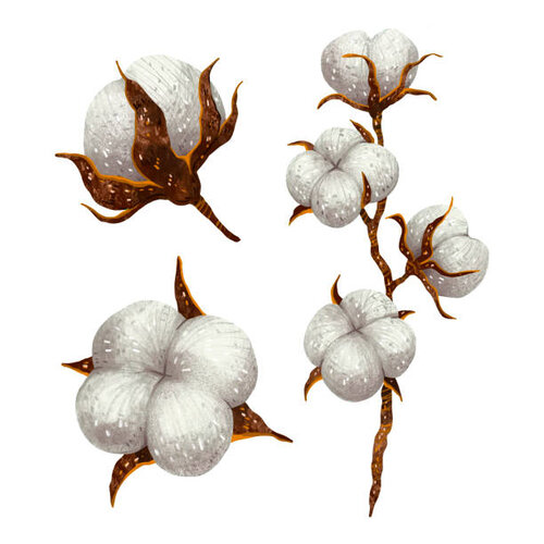 2nd Ckc 6 Cotton Seed 5kg Cultivation || Pink Free Cotton Seed || Smart Seed Corporation Kappas Beej Kapas Ka Beej  New Variety کاٹن سیڈ کپاس بیج