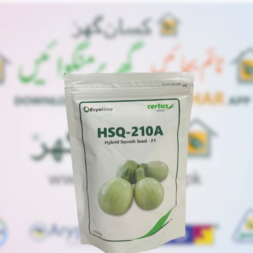 2nd Hsq 210a Hybrid Squash Seed F1 100gm Certus Seeds Evyol Group Combagro Maro Kaddu Variety K Hsq 1 Tindi