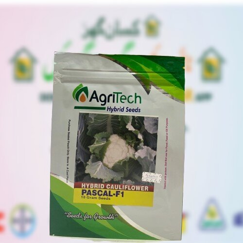 F1 Cauliflower Pascal 10GM Agritech Green Gold 