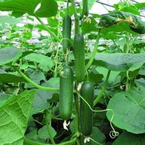 2nd Hybrid Cucumber Viza F1 (parthenocarpic) 1000 Seeds