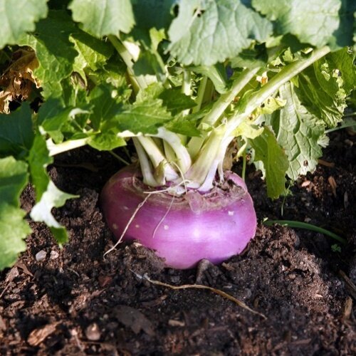 2nd Turnip 1kg Purple Top White Globe Super Selection   شلجم Punjab Seed