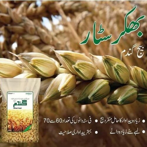 Bhakkar Star 21 Wheat Seeds 50kg Evyol Group Combagro Kanzo Bhakker Star  بھکر سٹار گندم کا بیج