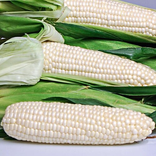 2nd Sb 292 10kg White Hybrid Corn Seed White Moti 3500 Kernels Kissan Seed Corporation Sona Beej Sohna Beej