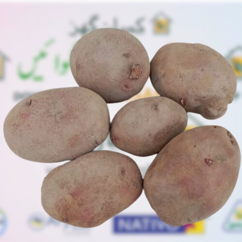 2nd Potao Seed 25kg Hzpc Holland Seed Potato Imported Red Rosi Certified A آلو کا بیج Nak Nederland