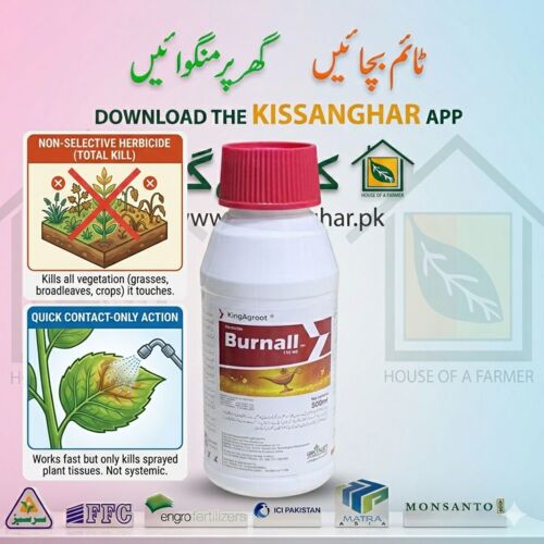 2nd Burnall 110ME Herbicide Spray 500ML Greenlet Enterprises KingAgroot Ingredient Flufenoximacil And Glufosinate-P  Target Ali akbar ( Squalo ) Suncrop ( Winspeed ) DJC ( Nezha ) Sungro ( Xmaro )