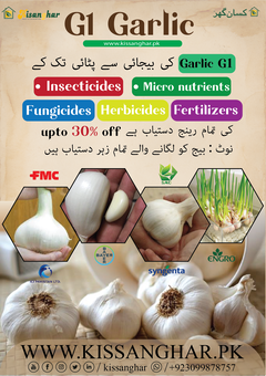 GARLIC-- G 1--LEHSAN--THOOM production and protection technology