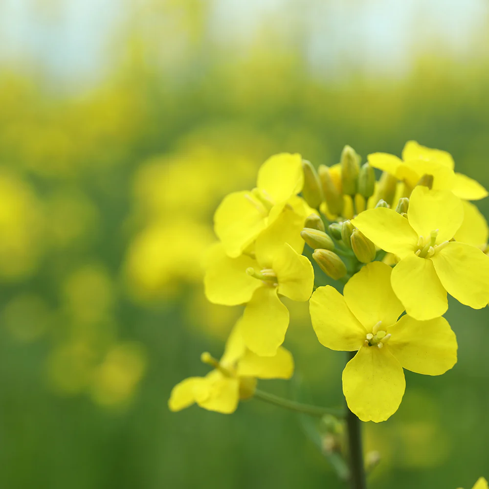 Rapeseed & Mustard /