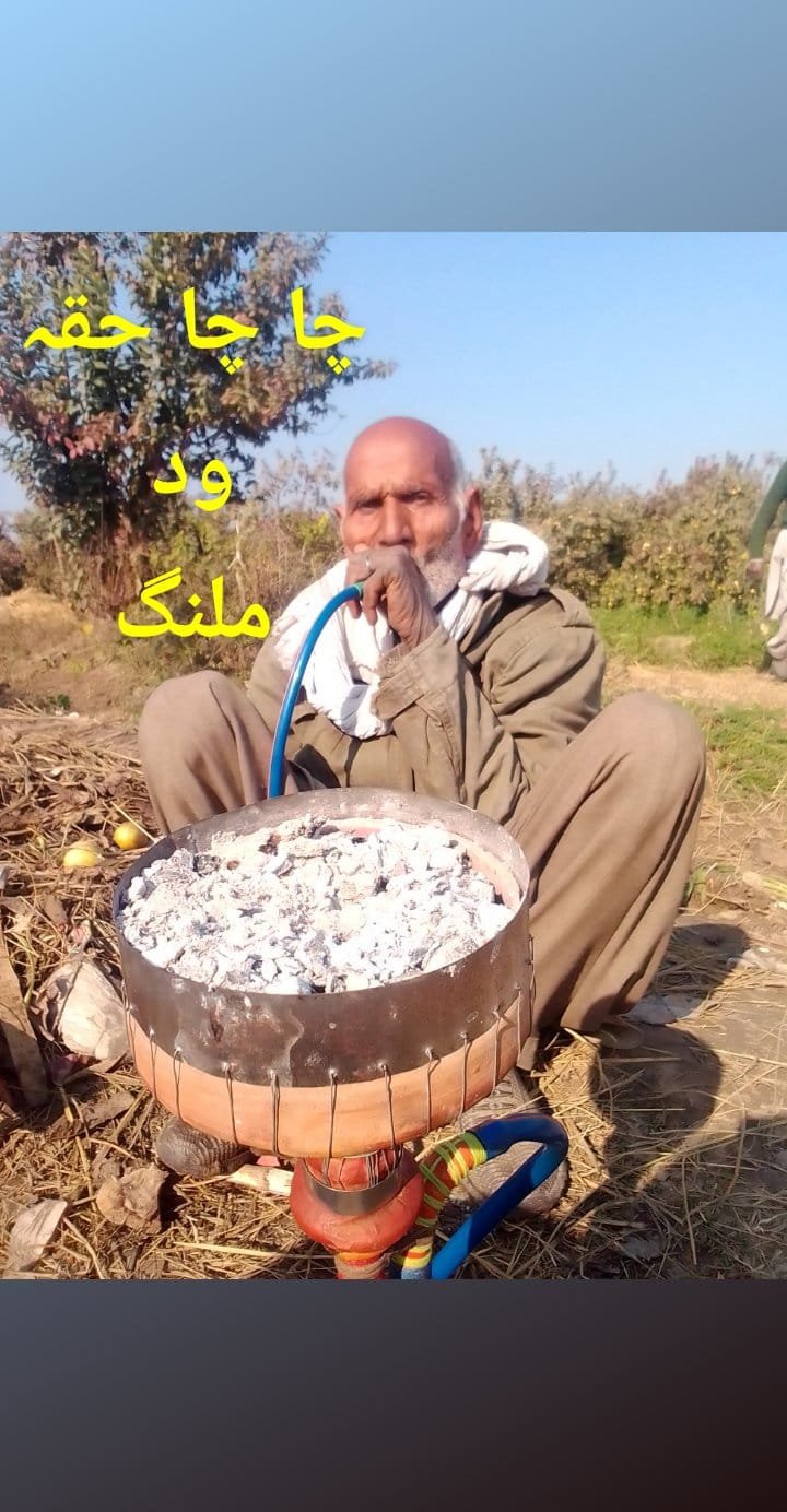 سونف FENNAL- SAUNF production and protection technology