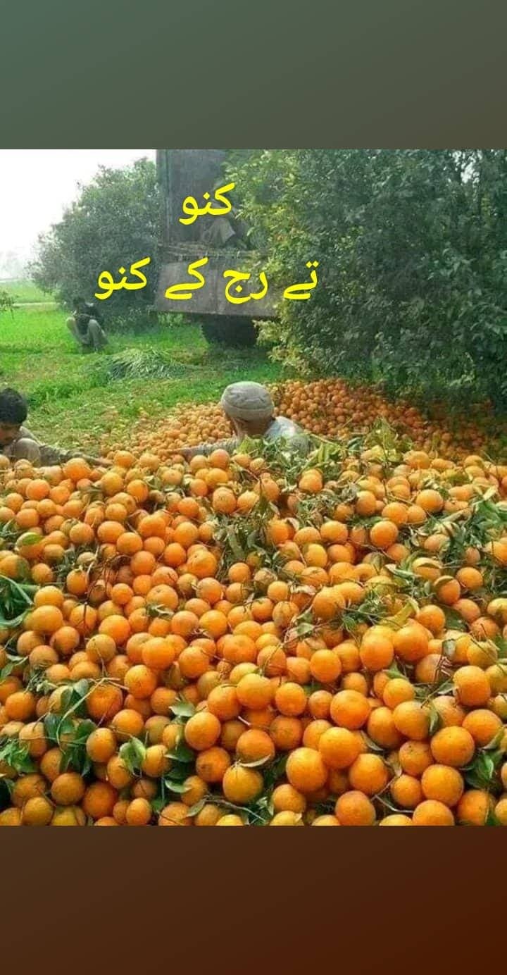 CITRUS-- KINNOW-- TURSHAWA PHALL production and protection technology