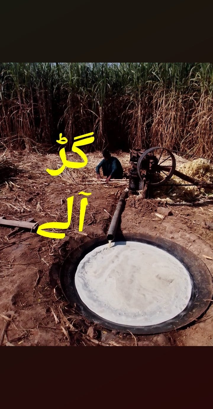کمادSUGARCANE--KAMAAD--NESHKAR
