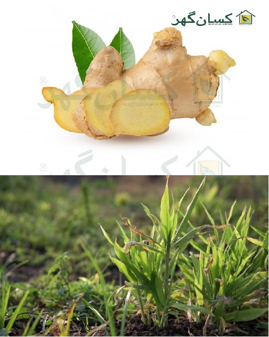 ادرکGINGER--- ADRAK production and protection technology