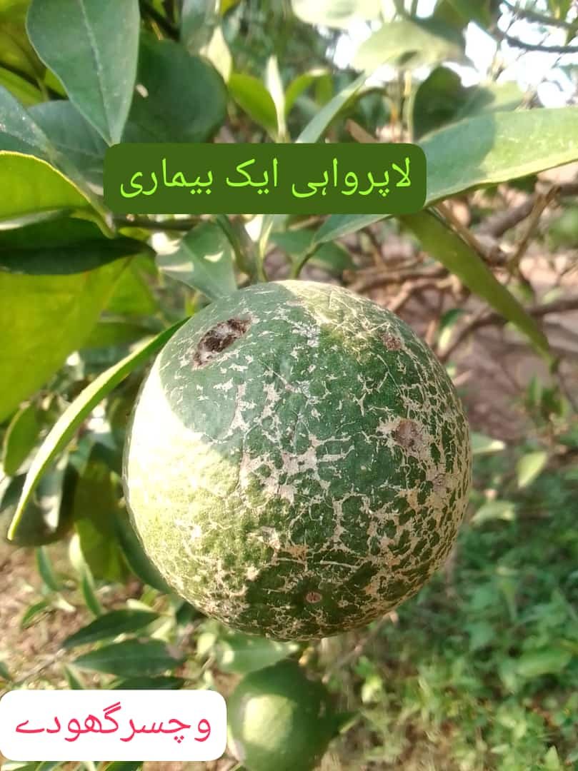 CITRUS-- KINNOW-- TURSHAWA PHALL production and protection technology