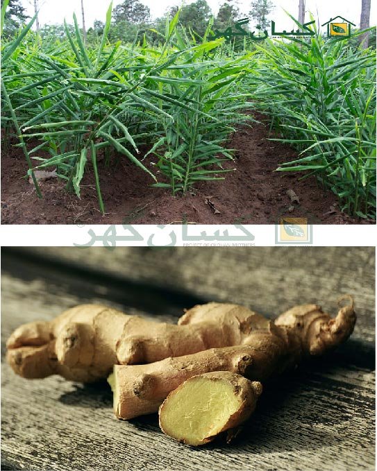 ادرکGINGER--- ADRAK production and protection technology