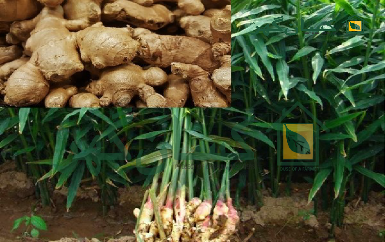Ø§Ø¯Ø±Ú© (Ginger Crop)