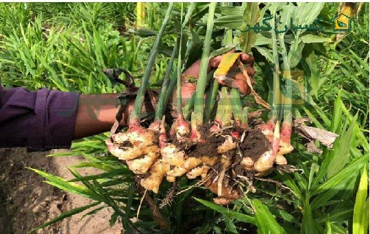 Ø§Ø¯Ø±Ú© (Ginger Crop)